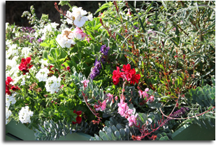 Fleurs à Chaon