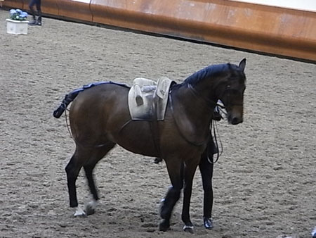 SAUMUR 13